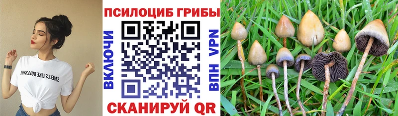 купить закладку  Ермолино  Галлюциногенные грибы Cubensis 